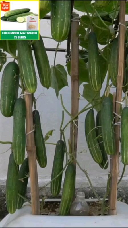 CUCUMBER SEEDS (10 SEEDS) HYBRID/EASY TO GROW /HIGH YIELDING#cucumber #shoppe #shoppesale #masmurasashoppe #FreeCoinInShoppeVideo