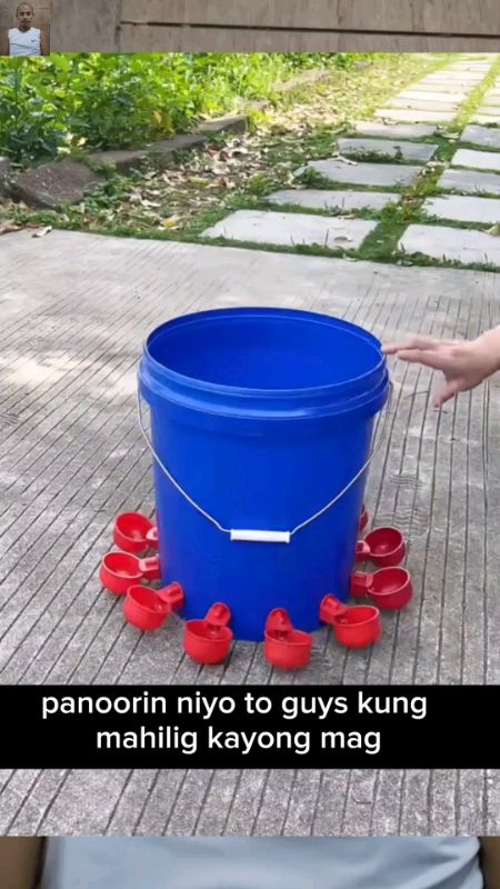 auromatic refill water drinker for chicken #buynow #chicken