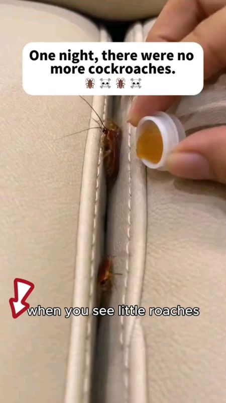 #cockroachgel #cockroachkiller #FreeCoinsInShopeeVideo #trending #viral #fyp