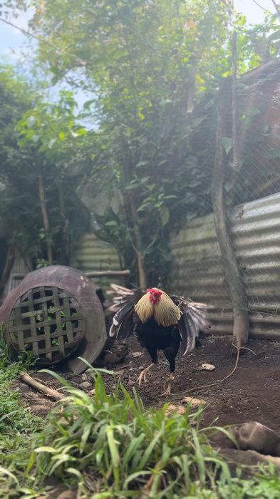 SOLID na mas PINAMURA! #backyardchickens #gamefowl #bcomplex #fyp #viral