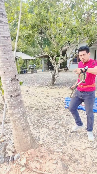 Tree Climbing buko