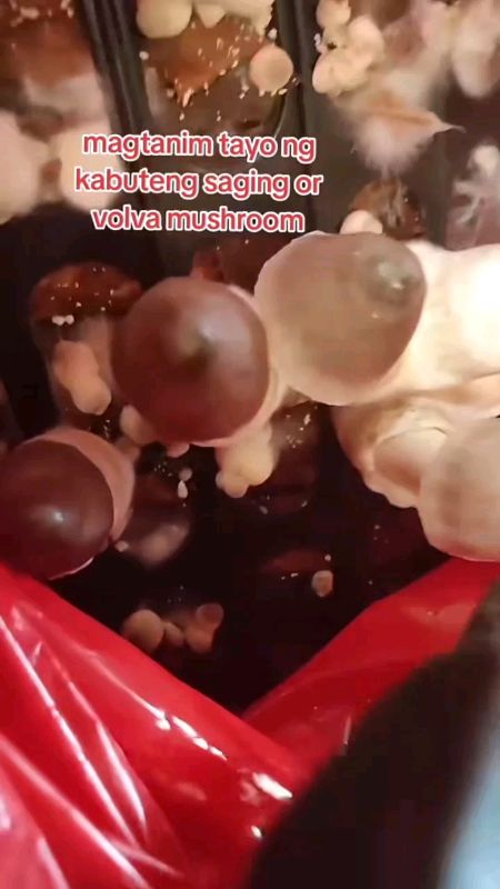 #binhi ng #kabuteng #saging/#Mushroom #seeds HERE TO ORDER #trending #tool #diy #fashion