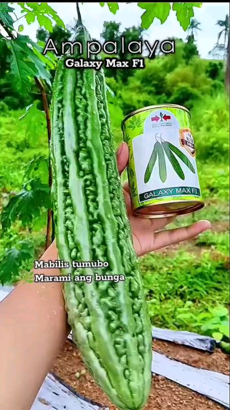 AMPALAYA SEEDS #freecoinsashoppevideo #fyp #AngDaliDaliSaShopee