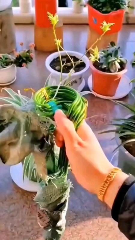 #plant #garden #gardening