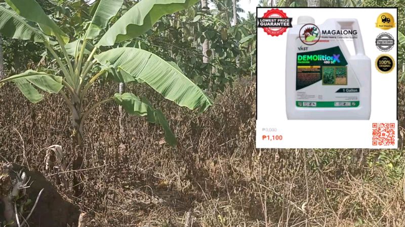 #FreeCoinsInShopeeVideo #masmura #demolition #grasskiller #grass #killer #herbicide #farmers #farming #farm #fypviral #fyptrending #fyp #foryou #trend
