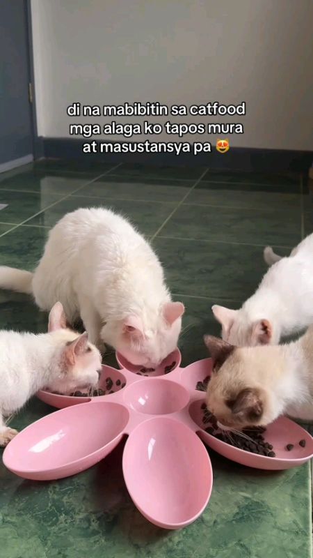 Sobrang sulit nitong 7kg ni Petmarra hindi na nabibitin mga pusa ko. Mura na at masustansya pa #petmarra #7kg #catfood #kitten #kibbles #treats #adult