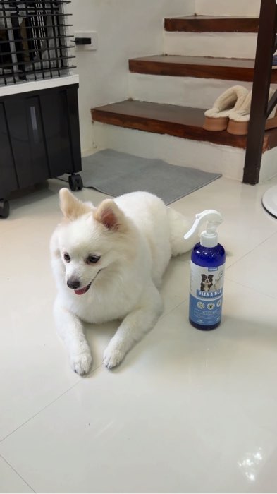 propaws anti tick and flea spray / garapata no more