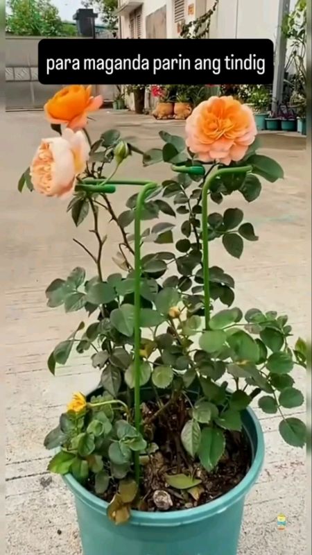 Plant Support #ShopeePayDaySale #FreeCoinsInShopeeVideo #MasMuraSaShopee #HugotSaShopee