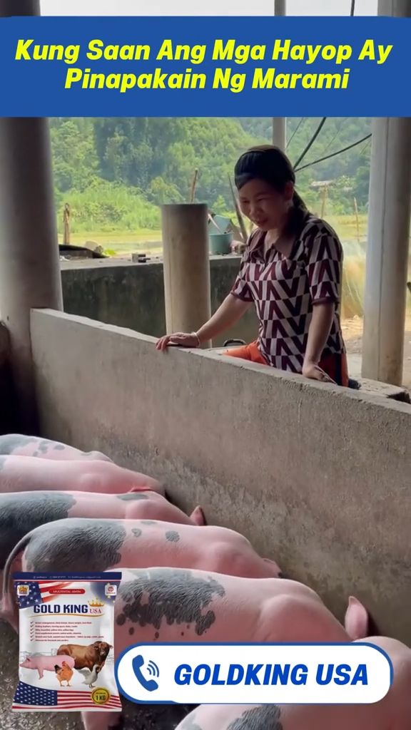 ⚠️⚠️⚠️ +2-3KG IN 14 DAYS #goldking #GOLDKINGUSA #baboy #weightgain #fatpig #bran #feed #shopeeVideo